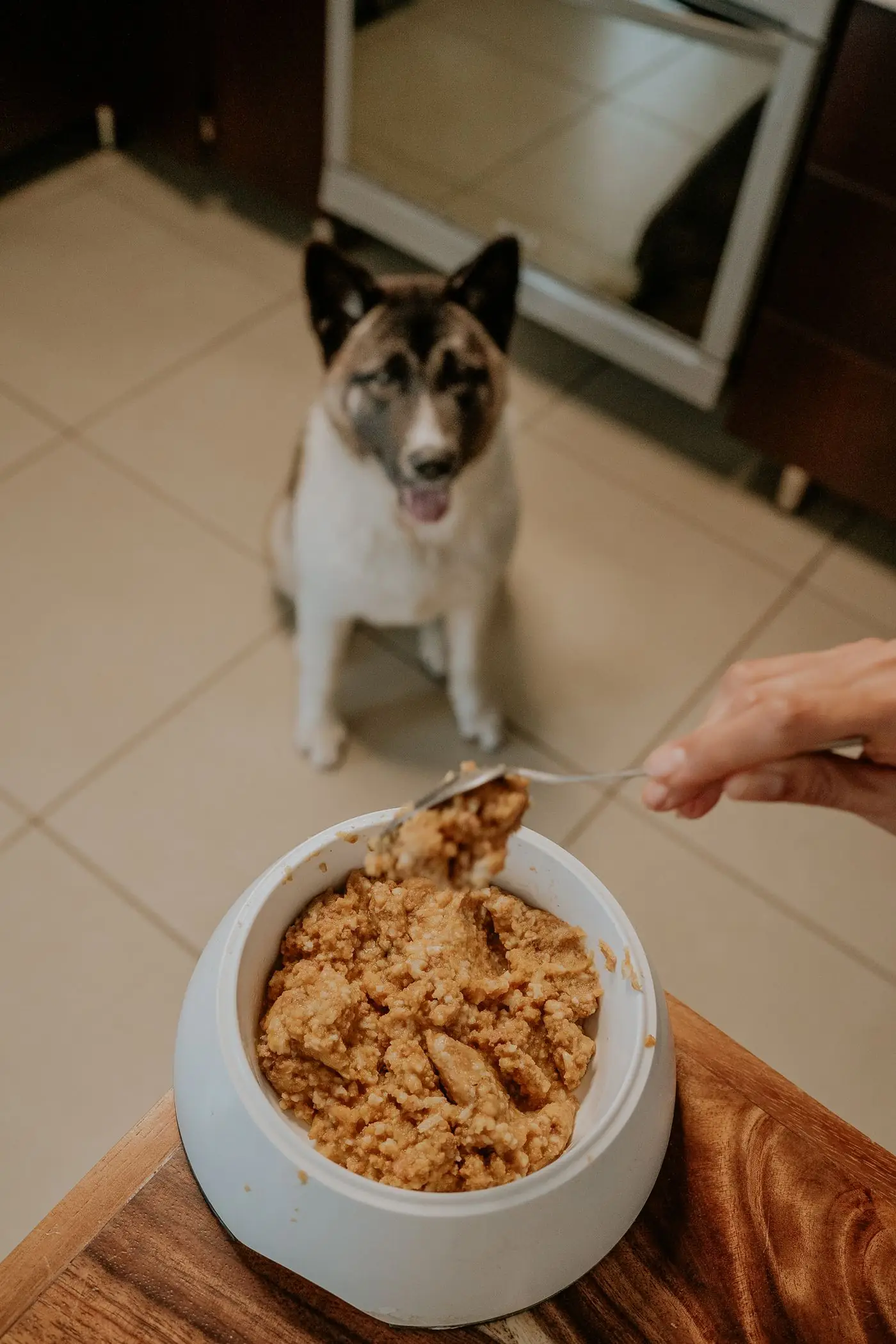 Chien qui attend son repas