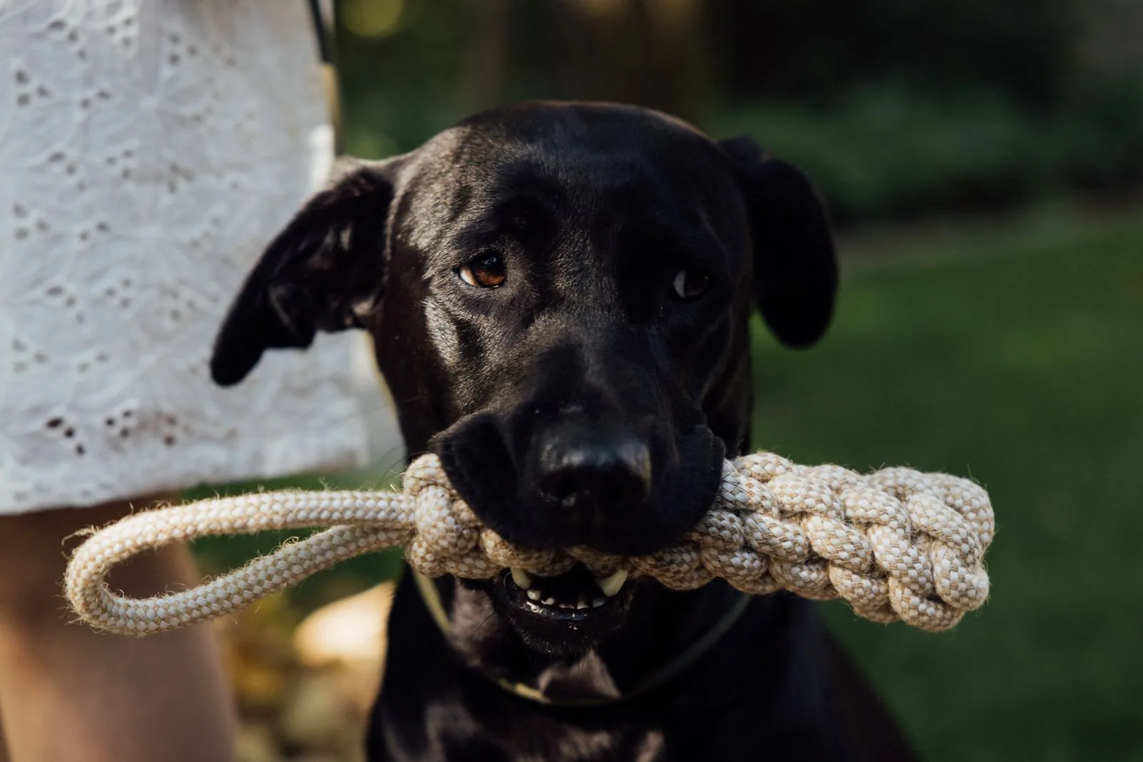 Chien avec une corde naturelle