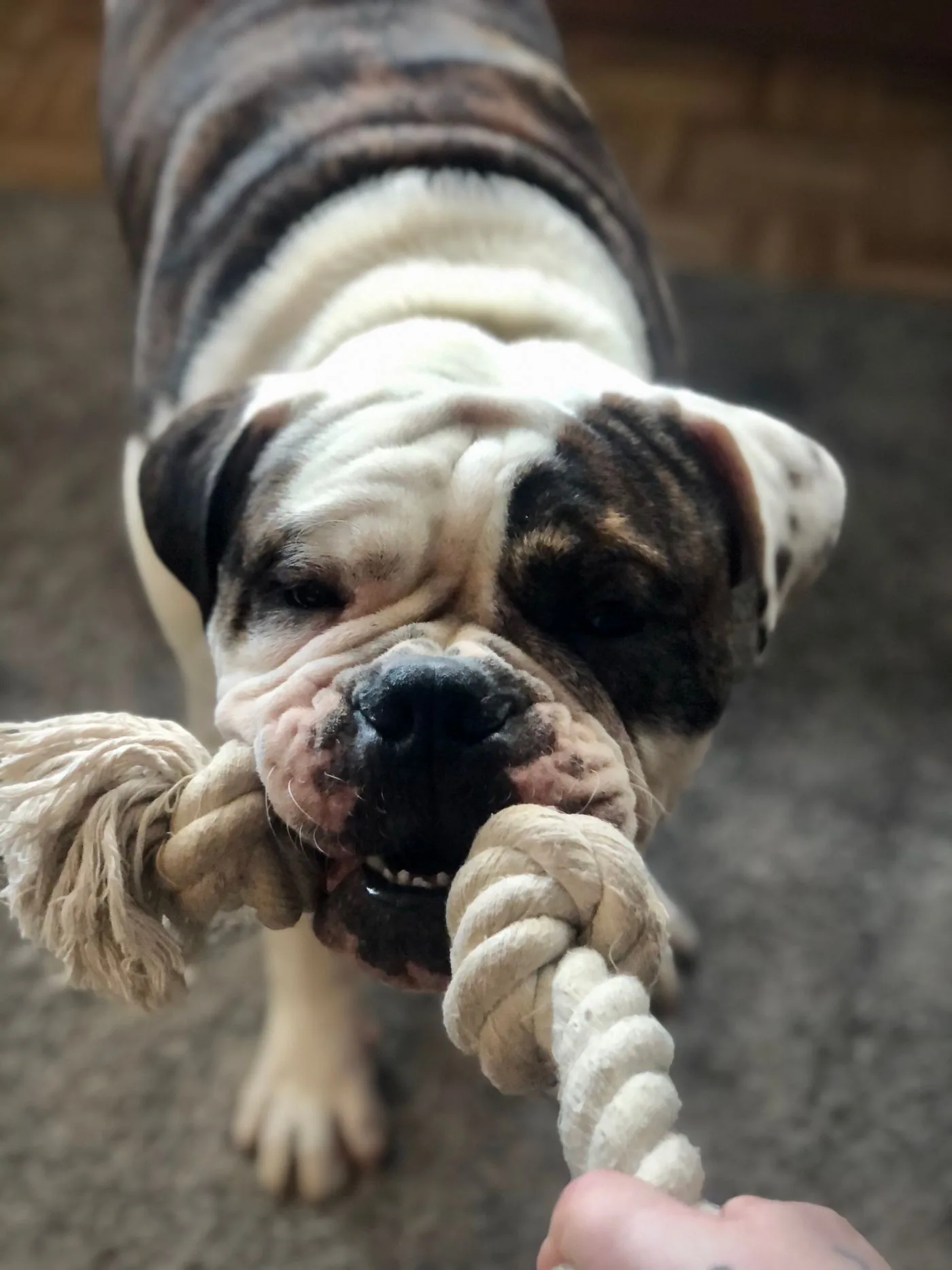 Bouledogue qui tire sur une grosse corde