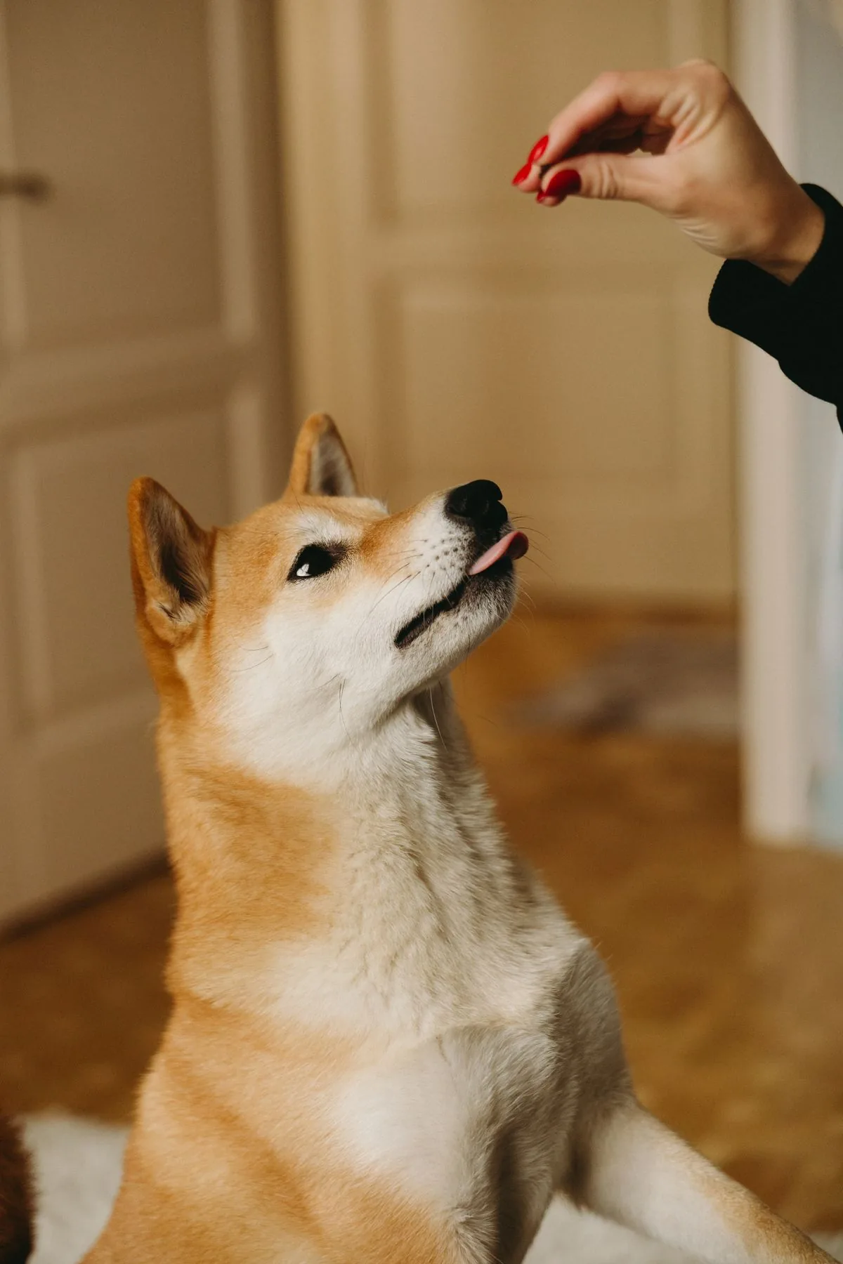 Shiba attentif à une friandise