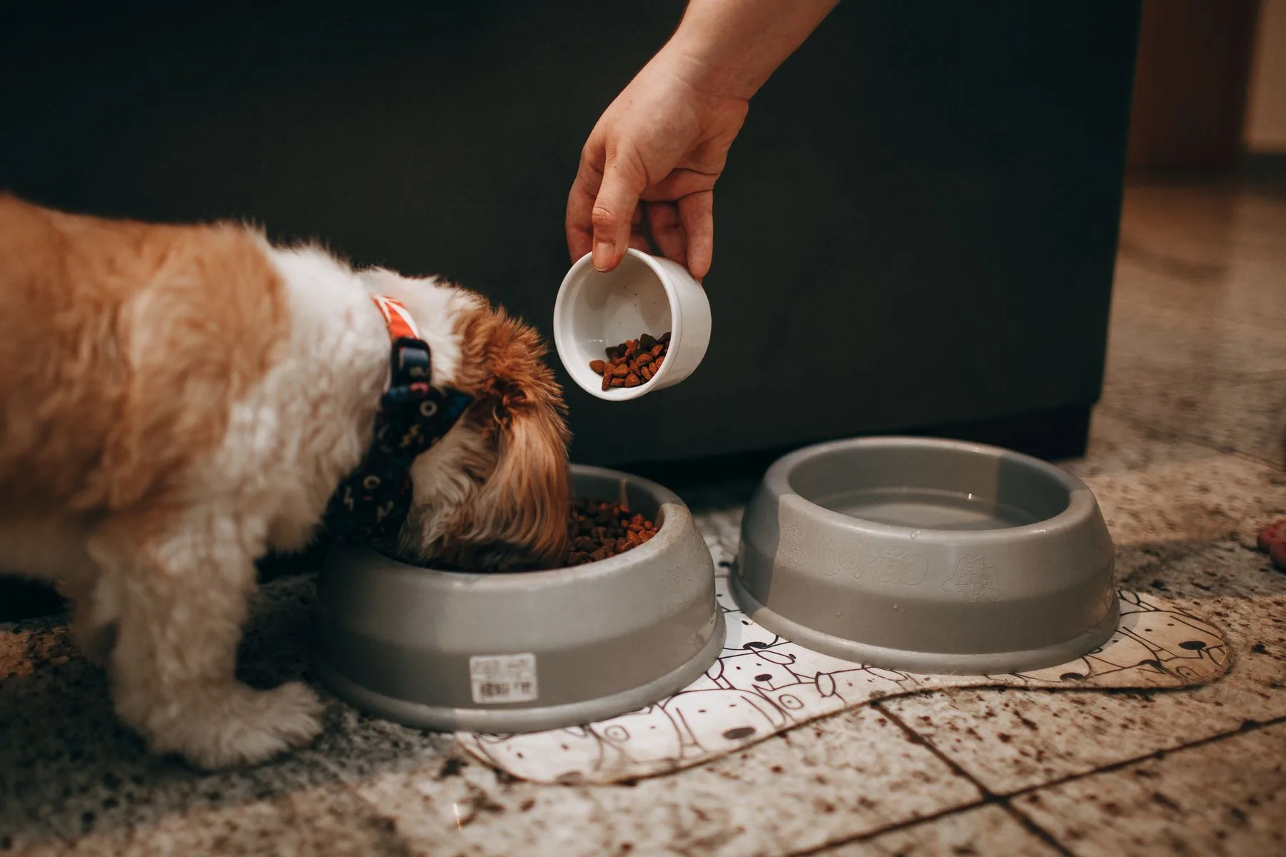 Une main remplit la gamelle d'un petit chien
