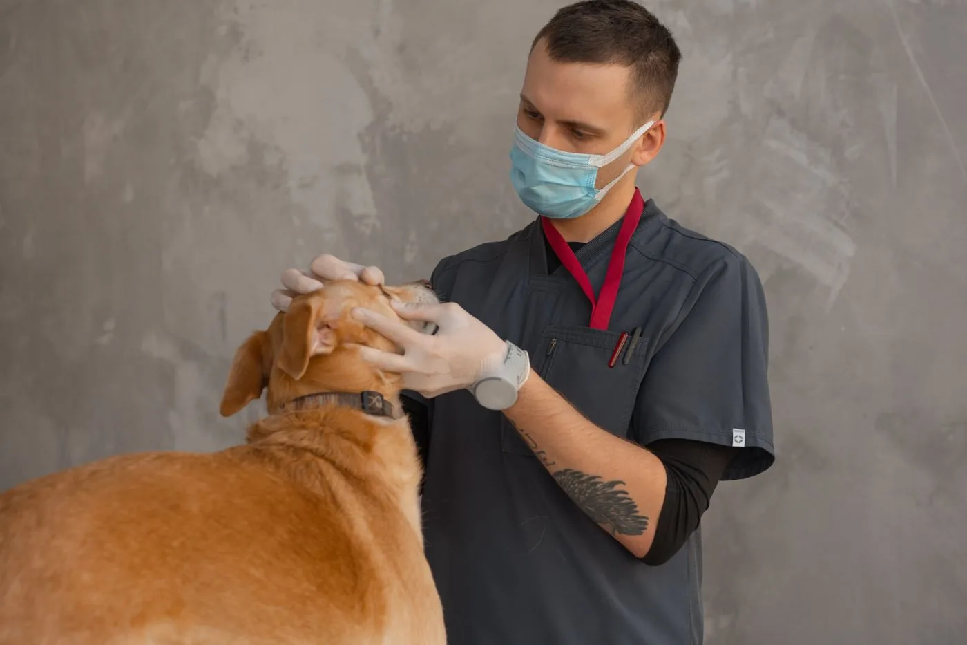 Un vétérinaire examine un chien